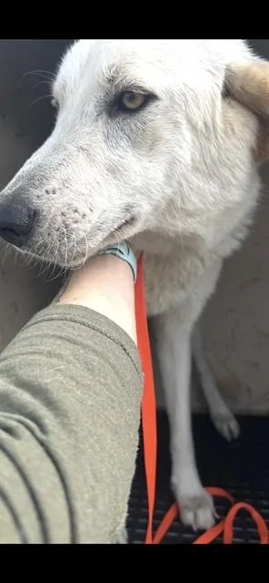 A young large-sized female Great Pyrenees dog named Kalli for adoption in Killeen, TX