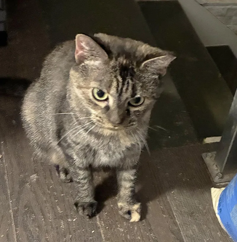 An adult medium-sized female Tortoiseshell Domestic Short Hair cat named Papina Pentridge for adoption in Philadelphia, PA