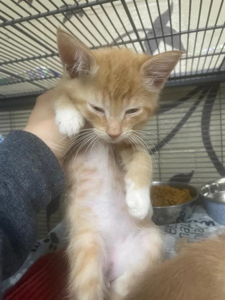 A baby small-sized male Domestic Medium Hair cat named Issac for adoption in Blountville, TN