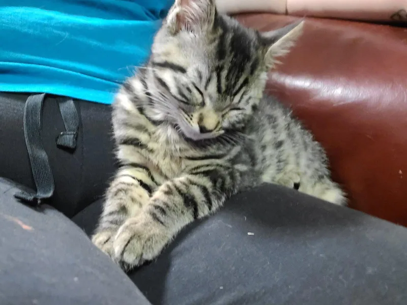 A baby medium-sized female Domestic Short Hair cat named Cady for adoption in Stewartsville, NJ