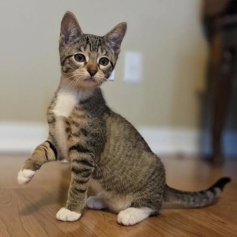 A baby medium-sized female Tabby cat named Beetle bondedtoCricket for adoption in Houston, TX