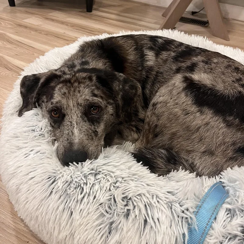 An adult medium-sized male Gray / Blue / Silver Mixed Breed dog named Milo for adoption in Bentonville, AR