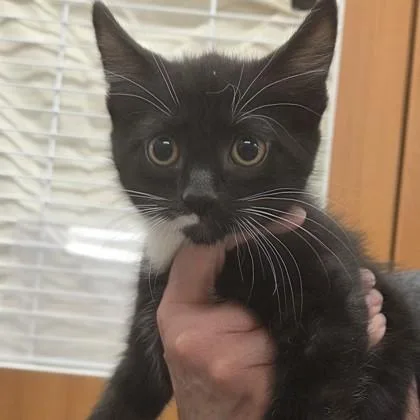A baby small-sized male Domestic Medium Hair cat named Pancake for adoption in Voorhees, NJ