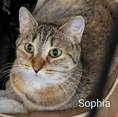 A young small-sized female American Shorthair cat named Sophia for adoption in Mears, MI