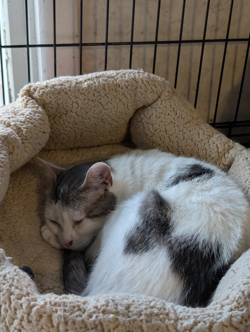 A young small-sized female American Shorthair cat named Duffy for adoption in Mears, MI