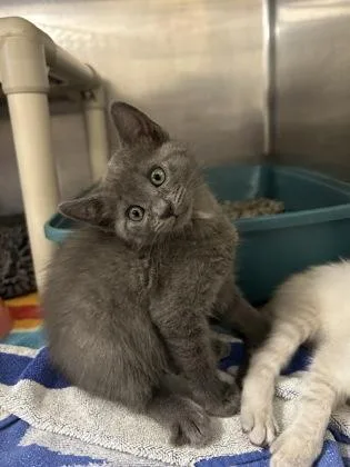 A baby small-sized female Gray / Blue / Silver Domestic Short Hair cat named Kathy for adoption in Annapolis, MD