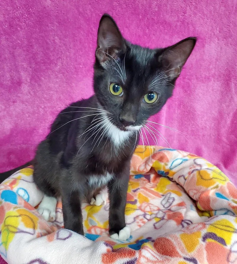 A baby large-sized male Black & White / Tuxedo Domestic Short Hair cat named Nelson for adoption in Greenville, IL