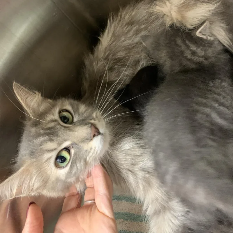 A young medium-sized female Gray / Blue / Silver Domestic Short Hair cat named Dawn of the Vampires for adoption in Morganton, NC