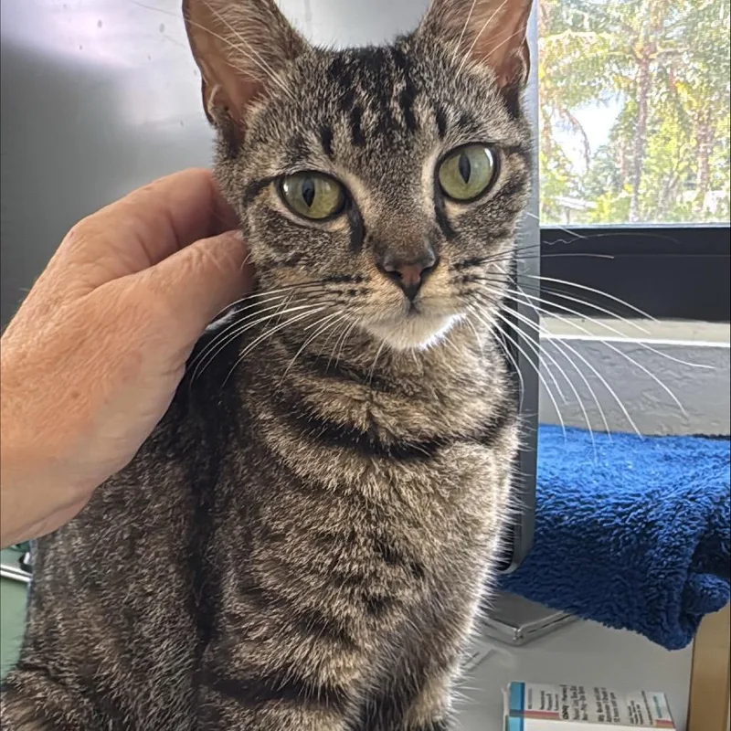 A young medium-sized female Brown / Chocolate Domestic Short Hair cat named Nala for adoption in Lauderhill, FL