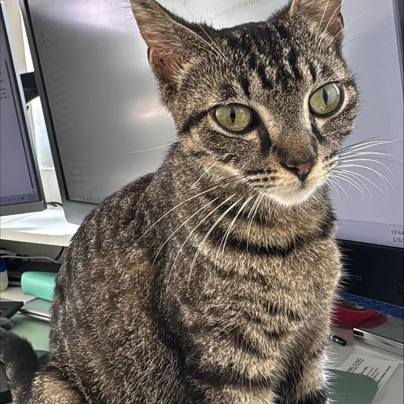 Nala thumbnail 2