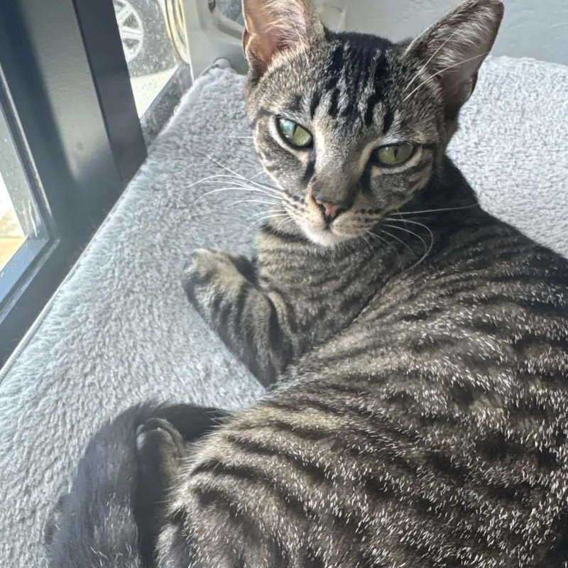 Nala thumbnail 4