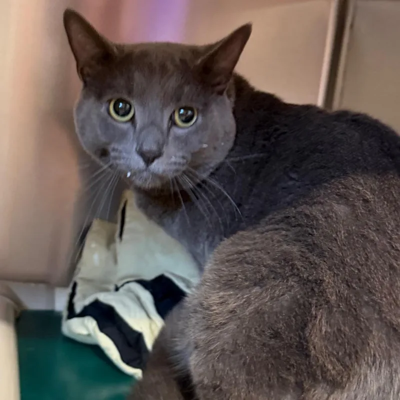 An adult medium-sized male Gray / Blue / Silver Domestic Short Hair cat named Thomas for adoption in Newark, DE