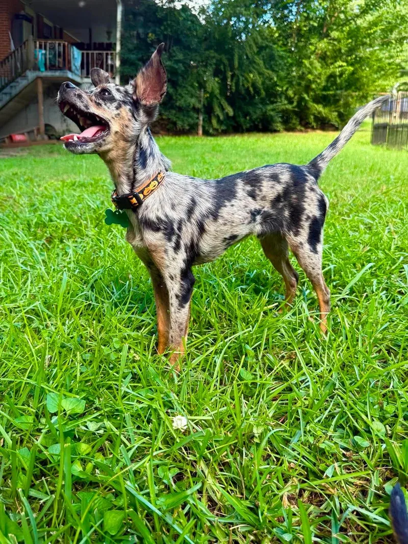 A young small-sized male Merle (Blue) Chihuahua dog named Eugene for adoption in East Point, GA