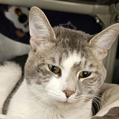 An adult small-sized male Domestic Long Hair cat named Sailor for adoption in Scotia, NY