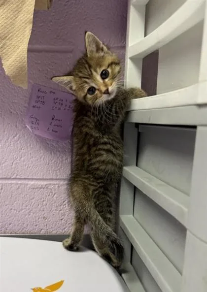 A baby small-sized female Brown / Chocolate Domestic Short Hair cat named 61139802 for adoption in El Paso, TX