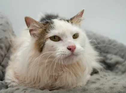 An adult large-sized male Domestic Long Hair cat named Waylon for adoption in Bowling Green, KY