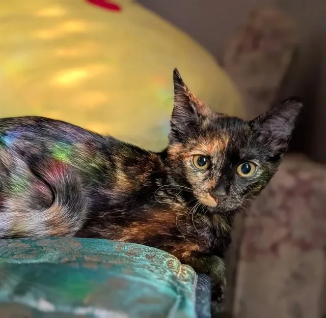 A baby medium-sized female Tortoiseshell cat named Bast A for adoption in Plano, TX