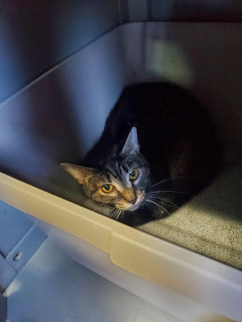 An adult medium-sized female Tabby (Brown / Chocolate) Domestic Short Hair cat named Indigo for adoption in Kalamazoo, MI
