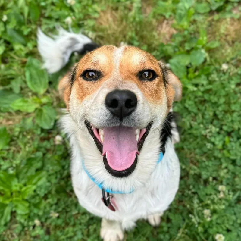 Mondrich thumbnail 2