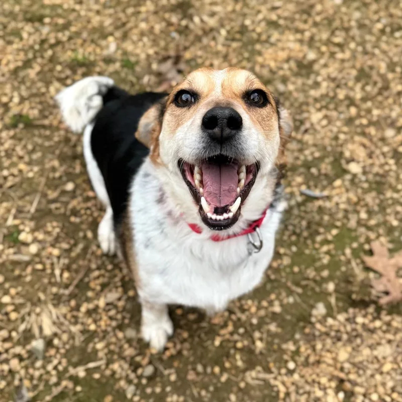 Mondrich thumbnail 3