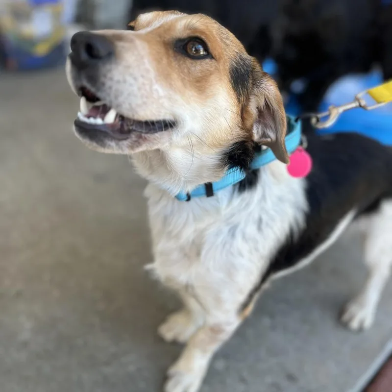 Mondrich thumbnail 4