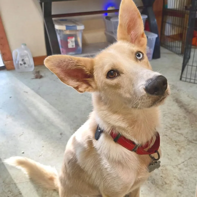 An adult medium-sized female White / Cream Husky dog named Erin for adoption in Flower Mound, TX