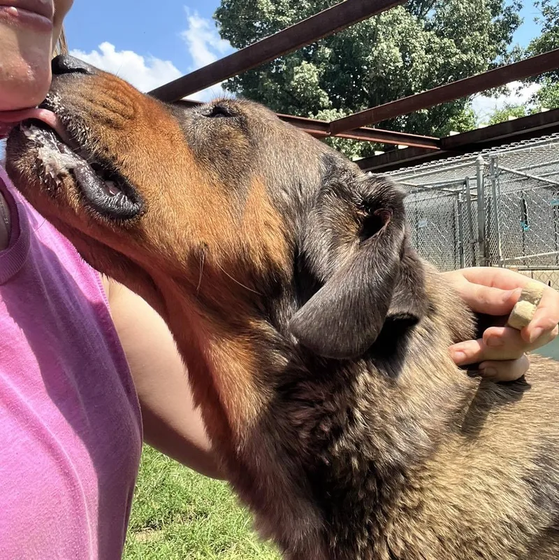 An adult large-sized male Rottweiler dog named Atlas for adoption in Shreveport, LA