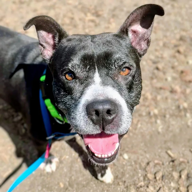 A senior large-sized male Pit Bull Terrier dog named Gus for adoption in Oakland, CA