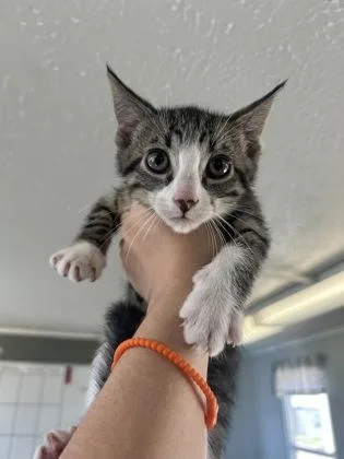 A baby small-sized male Domestic Short Hair cat named Stu for adoption in West Memphis, AR