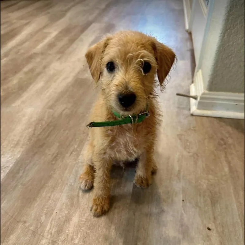A baby small-sized male Golden Goldendoodle dog named Twix for adoption in Georgetown, TX