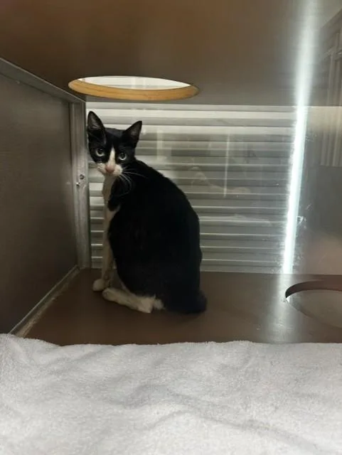 A young medium-sized female Domestic Short Hair cat named Sam for adoption in Pasadena, TX