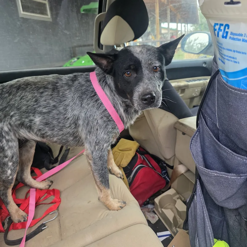 An adult medium-sized female Black Australian Cattle Dog / Blue Heeler dog named Lady for adoption