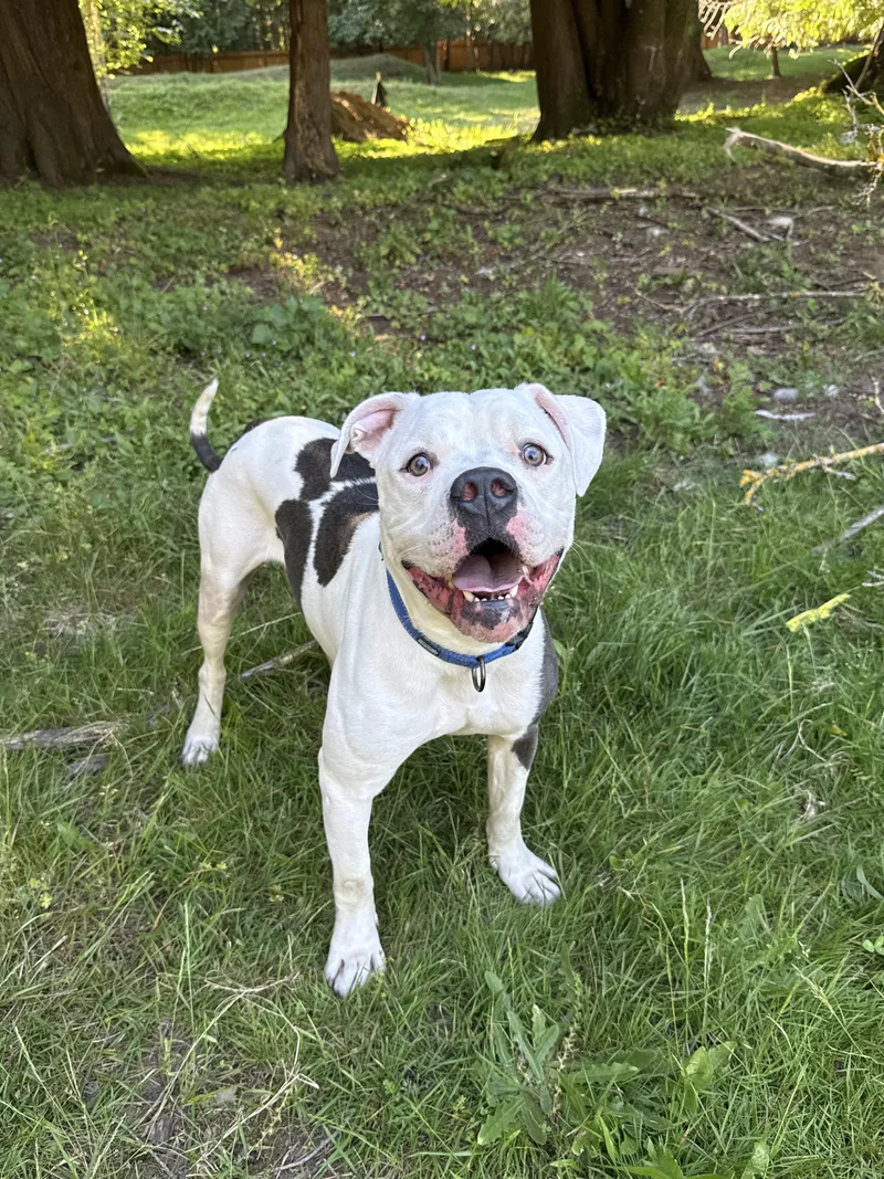A young large-sized male White / Cream Pit Bull Terrier dog named Scotty for adoption in Ferndale, WA
