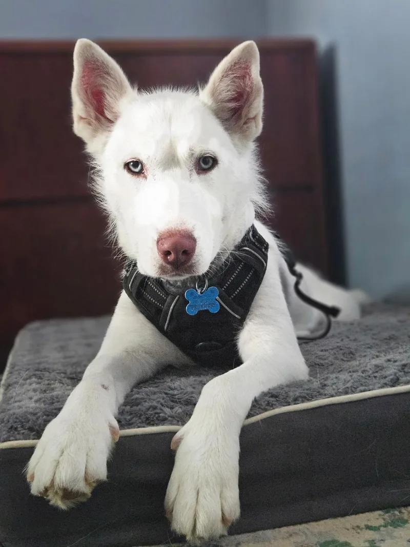 A young medium-sized female White / Cream Siberian Husky dog named Blanca for adoption in Jasper, GA