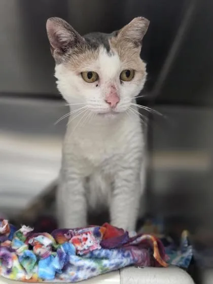 An adult large-sized female Domestic Short Hair cat named Lizard for adoption in San Antonio, TX