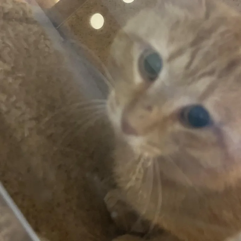 An adult medium-sized male Orange / Red Domestic Short Hair cat named 71175 for adoption in Harrisonburg, VA