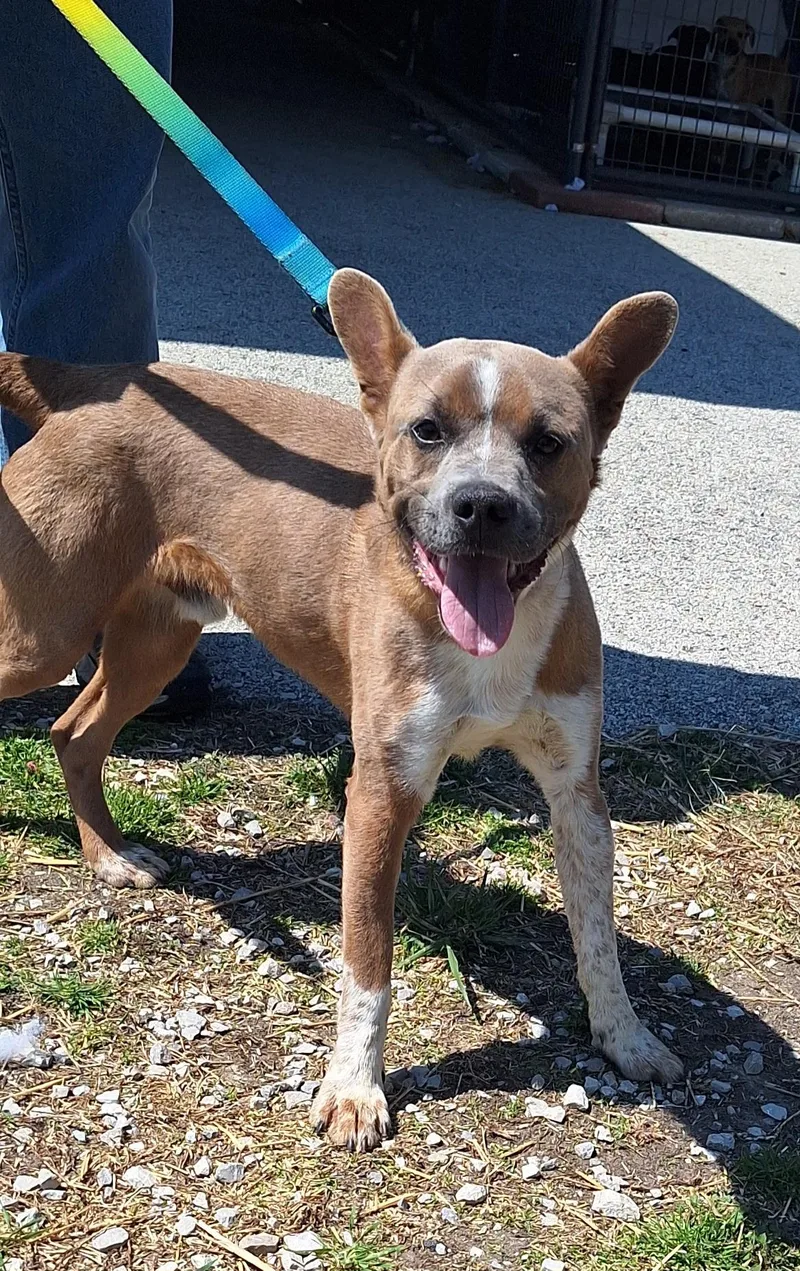 A young medium-sized male Yellow / Tan / Blond / Fawn Australian Cattle Dog / Blue Heeler dog named Moose for adoption in Stanton, KY