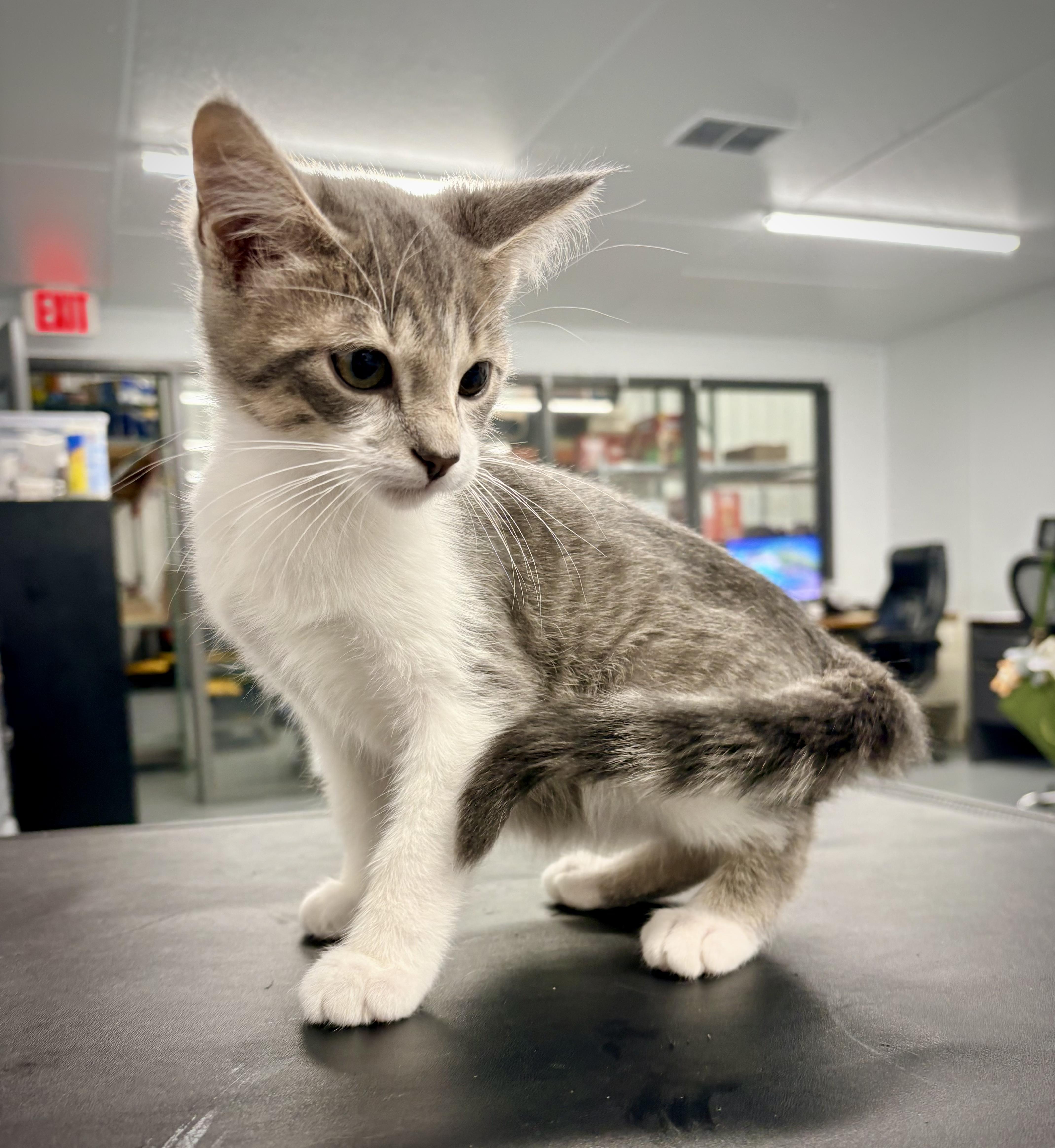A baby small-sized male Tabby (Gray / Blue / Silver) Domestic Short Hair cat named Jovie for adoption in Kalamazoo, MI