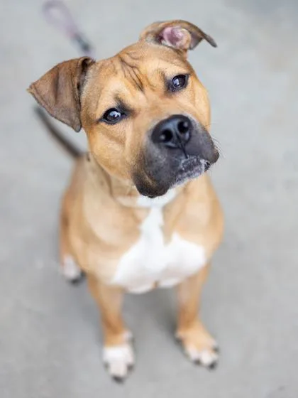 An adult large-sized male Mixed Breed dog named Marcellus for adoption in Chamblee, GA