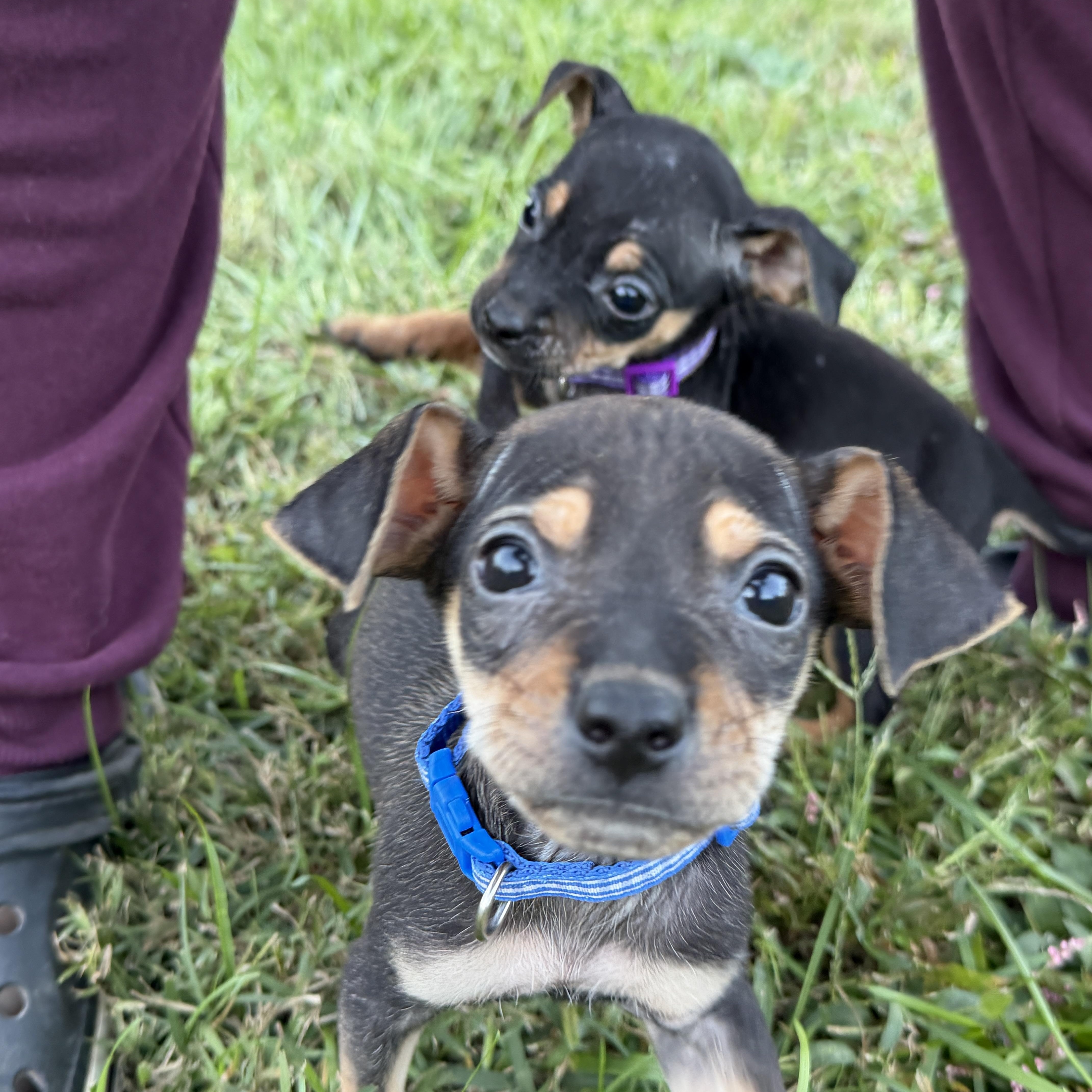 A baby small-sized male Miniature Pinscher dog named Louie for adoption in Jeffersonville, IN