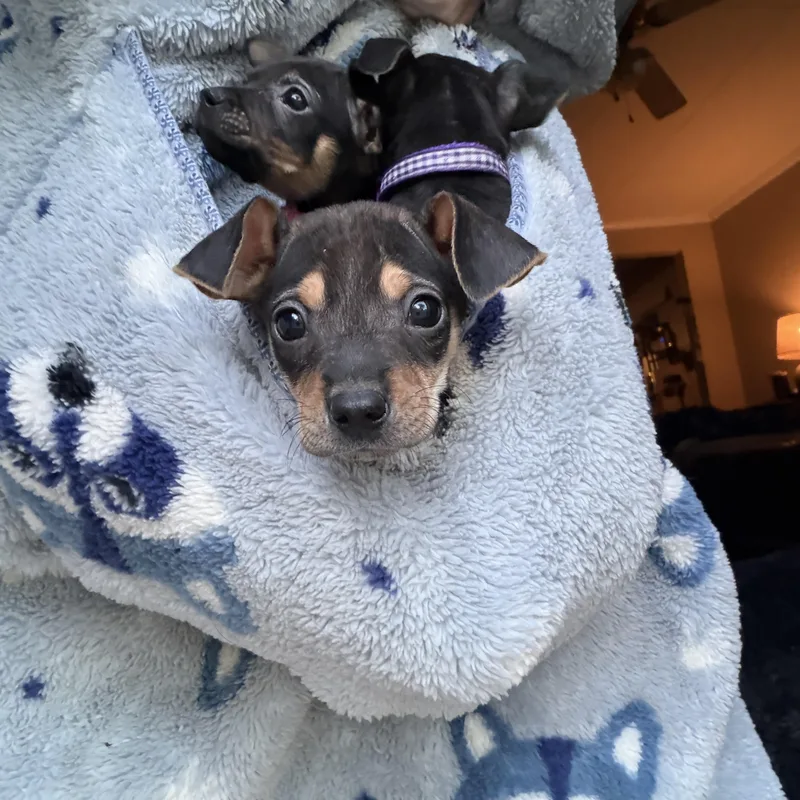 Louie thumbnail 2
