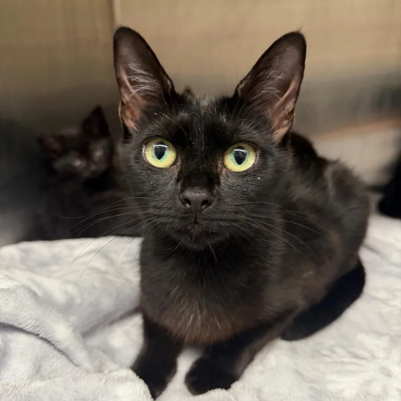 A young small-sized female Black Domestic Short Hair cat named Jenny from the Block for adoption in Morganton, NC