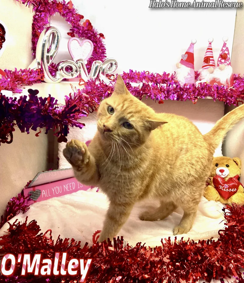 O’malley thumbnail 2