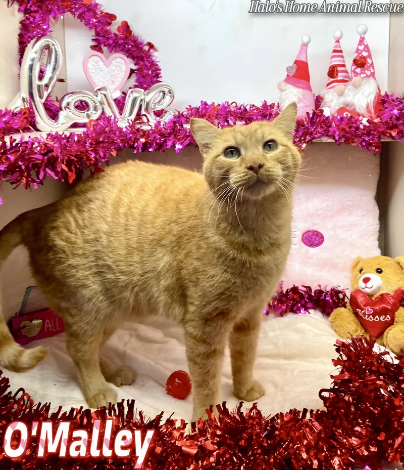 O’malley thumbnail 3