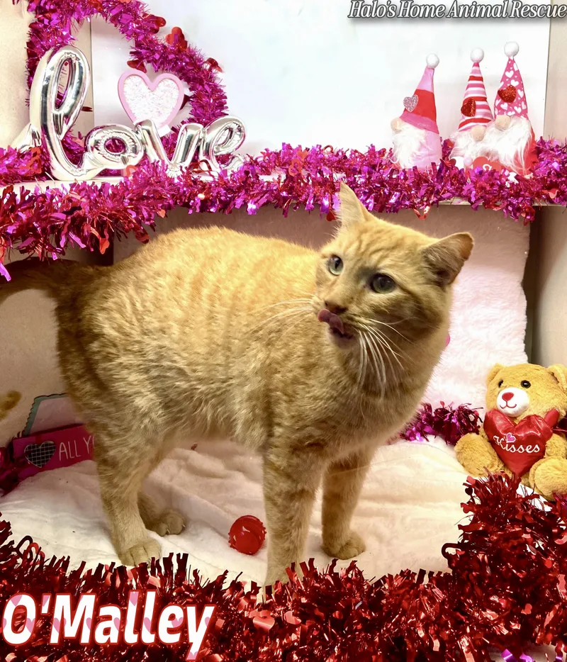 O’malley thumbnail 4