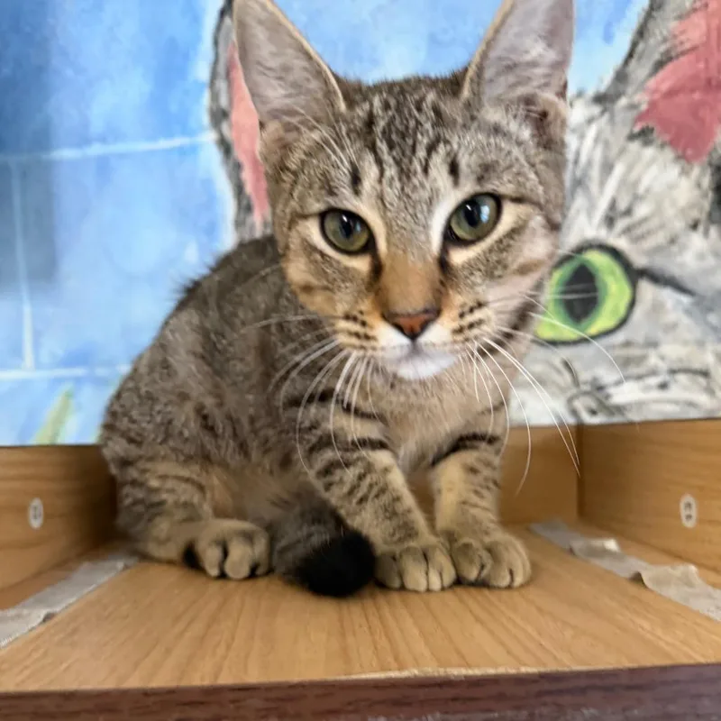 A baby small-sized female Gray / Blue / Silver Domestic Short Hair cat named Sushi for adoption in Laredo, TX