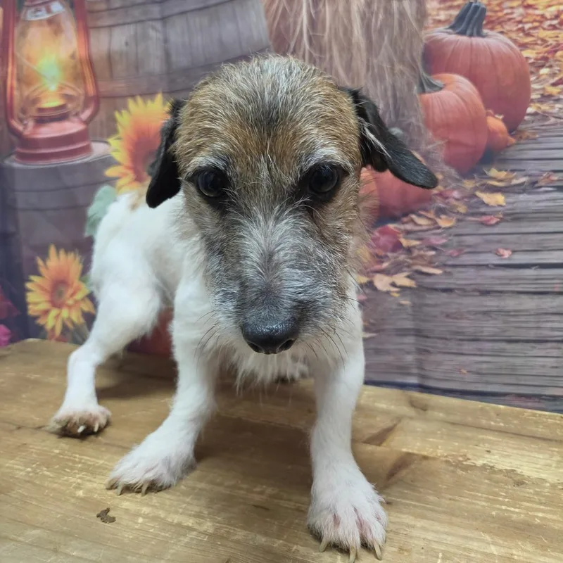 An adult small-sized female White / Cream Jack Russell Terrier dog named Nori for adoption in Normal, IL