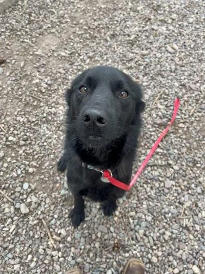 A young medium-sized male Mixed Breed dog named Blue for adoption in Missoula, MT