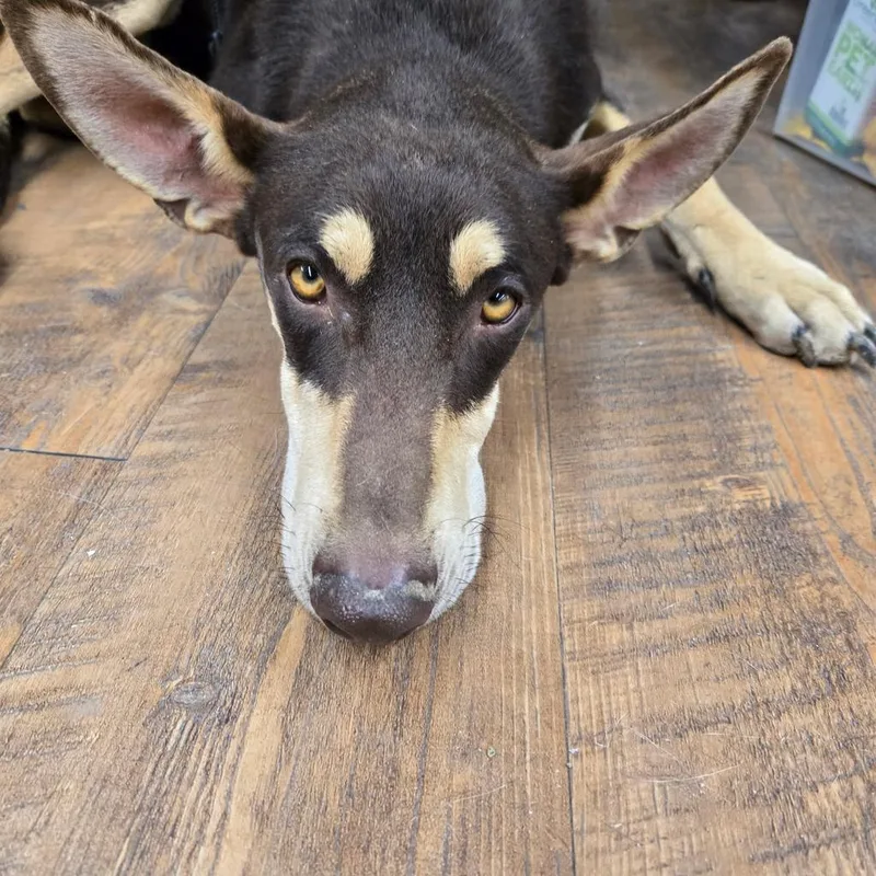 An adult medium-sized female Doberman Pinscher dog named Artemis for adoption in Pahrump, NV