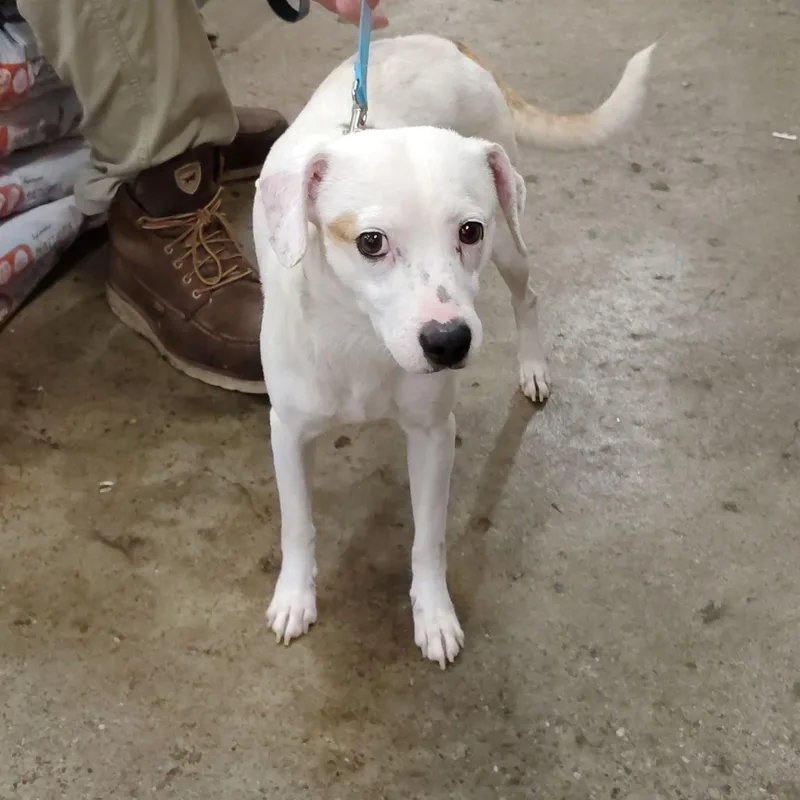 An adult medium-sized female White / Cream Pit Bull Terrier dog named Hindu Kush for adoption in Evansville, IN